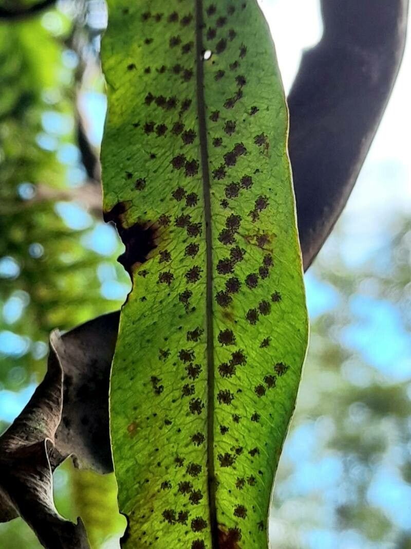 Campyloneurum lorentzii