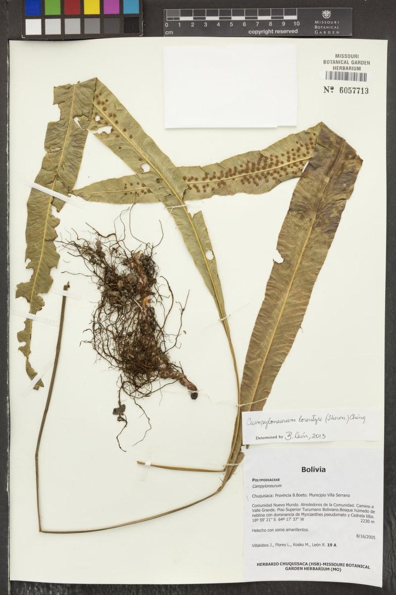 Campyloneurum lorentzii photo 2