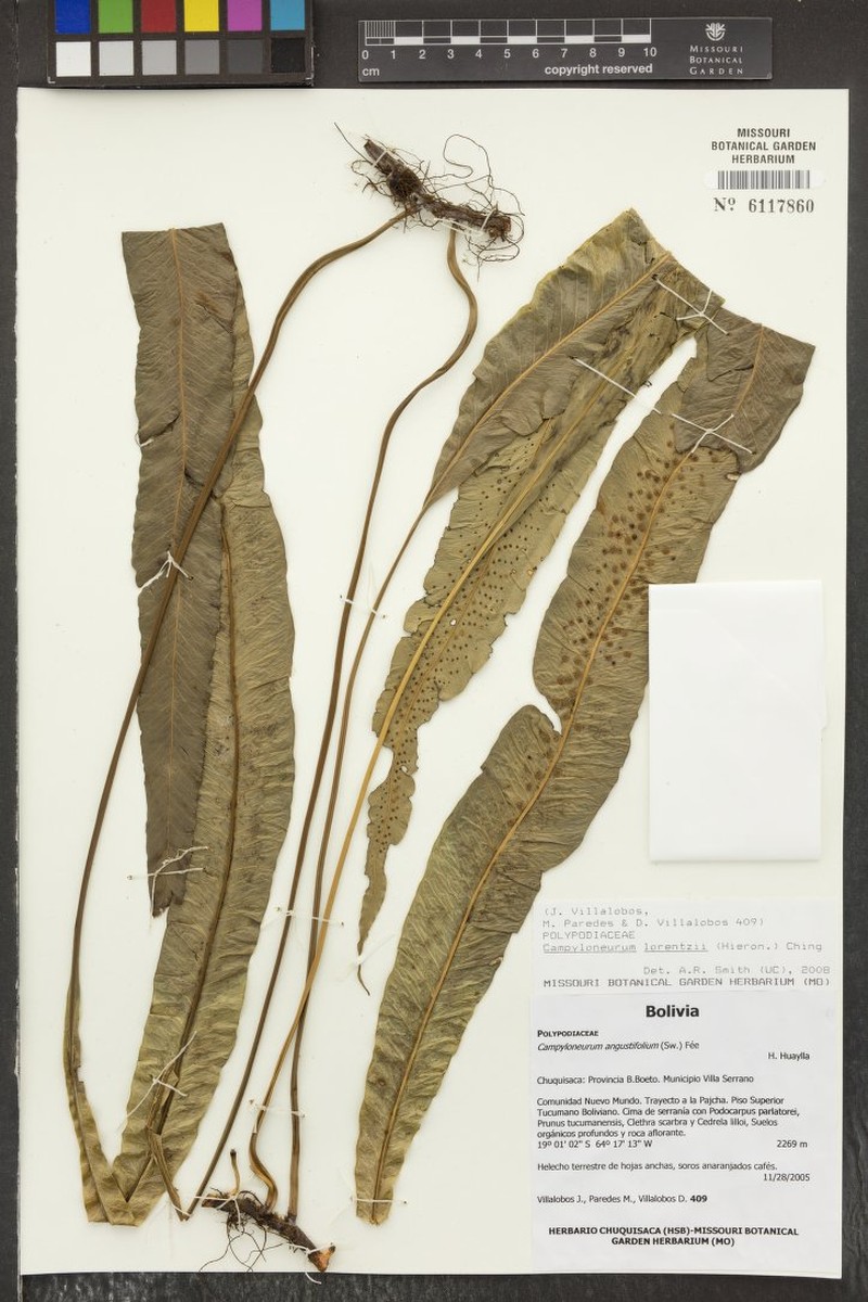 Campyloneurum lorentzii photo 3
