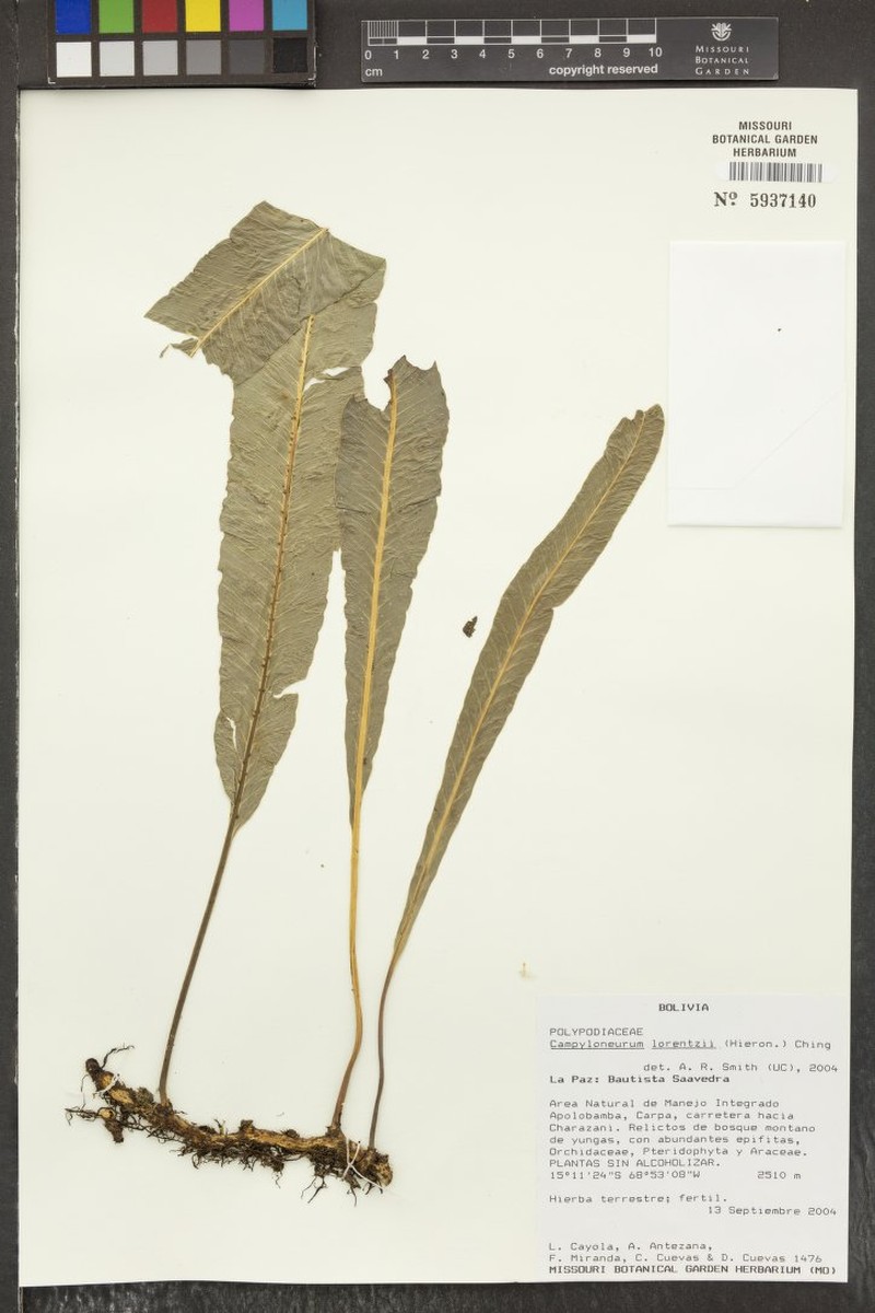 Campyloneurum lorentzii photo 4