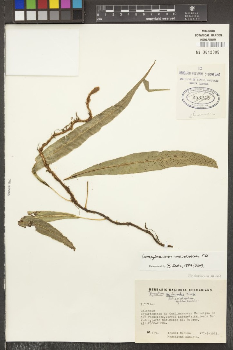 Campyloneurum macrosorum