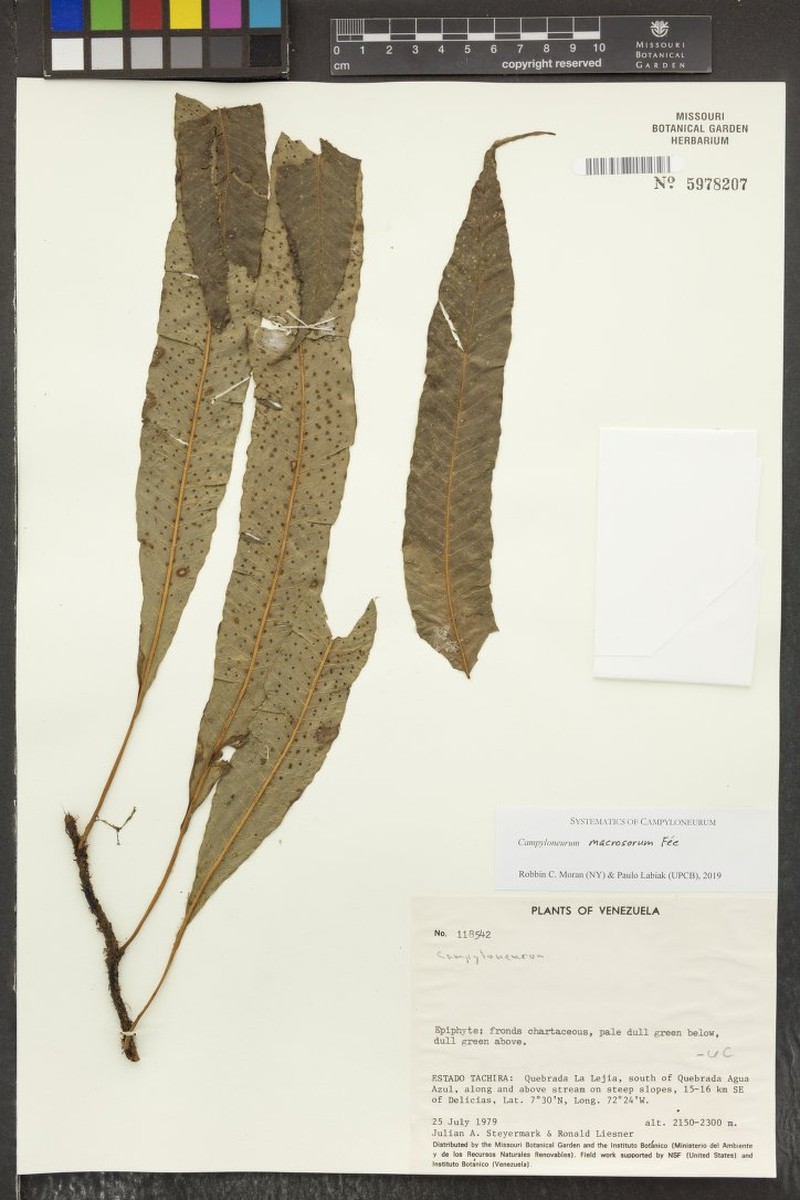 Campyloneurum macrosorum photo 2