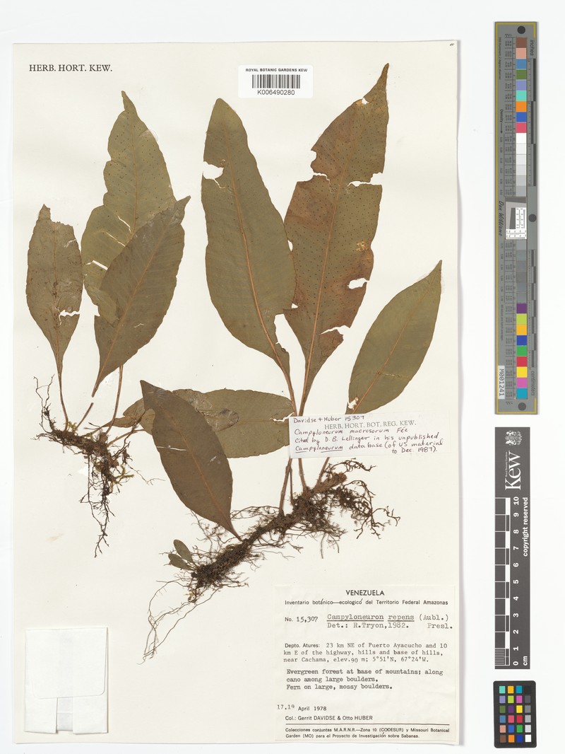 Campyloneurum macrosorum photo 3