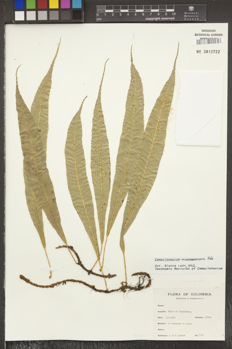 Campyloneurum macrosorum photo 4