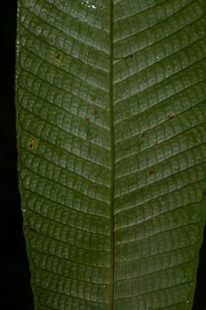 Campyloneurum magnificum
