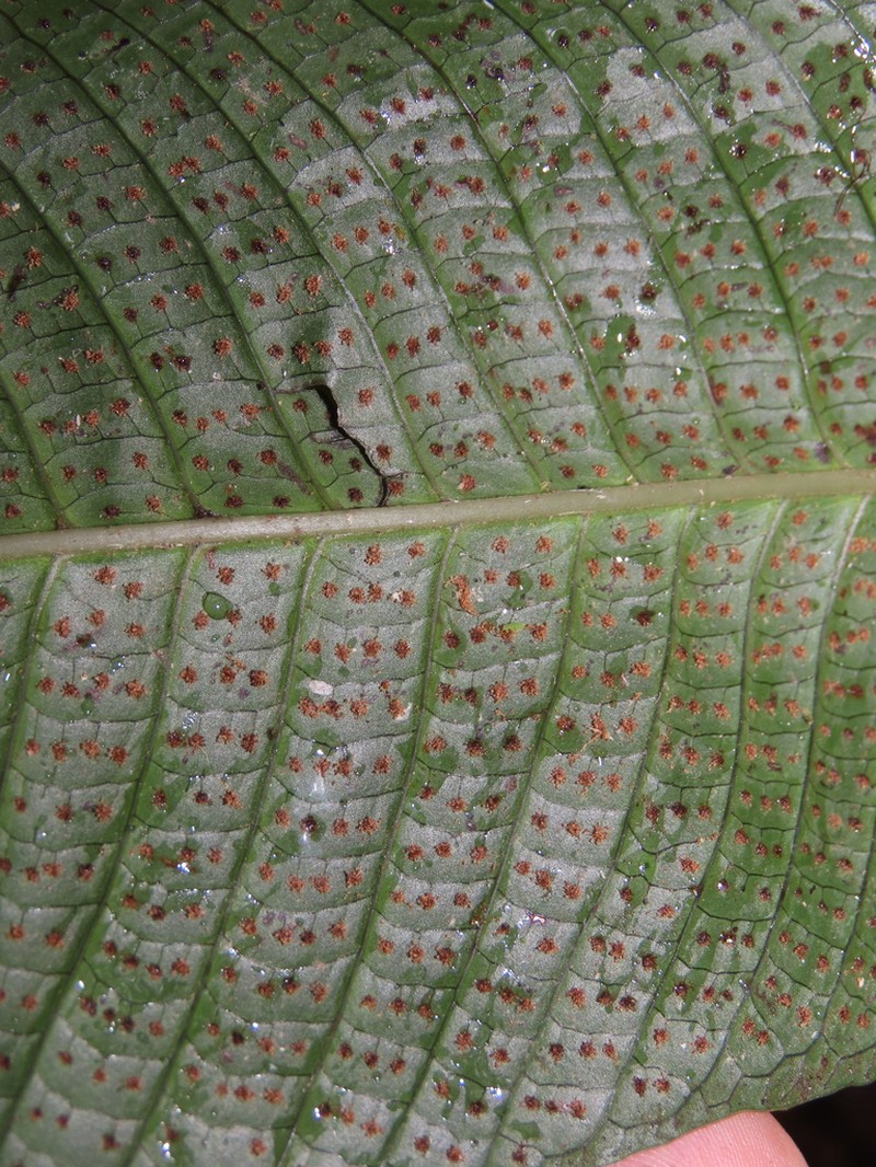 Campyloneurum magnificum photo 3