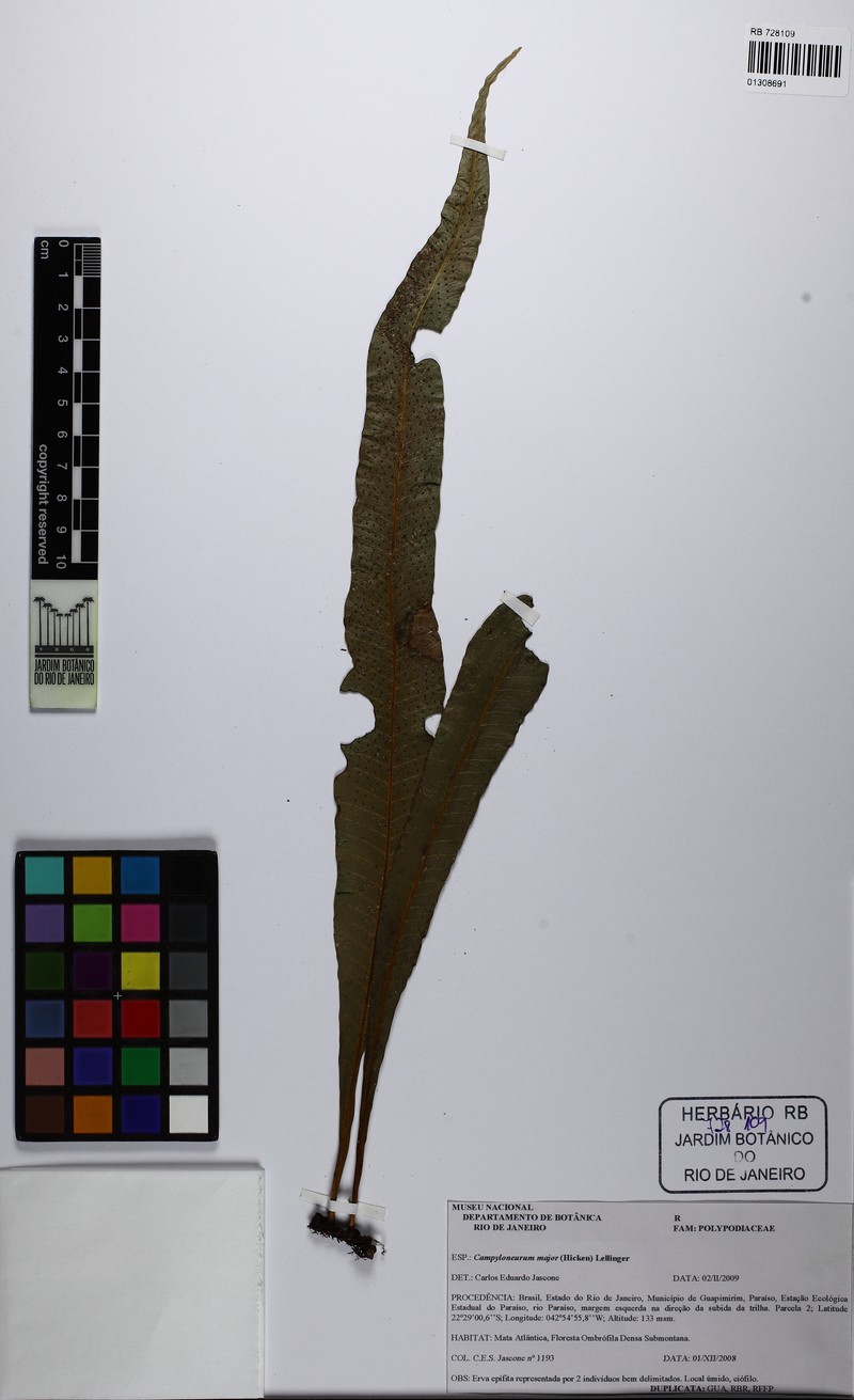 Campyloneurum majus