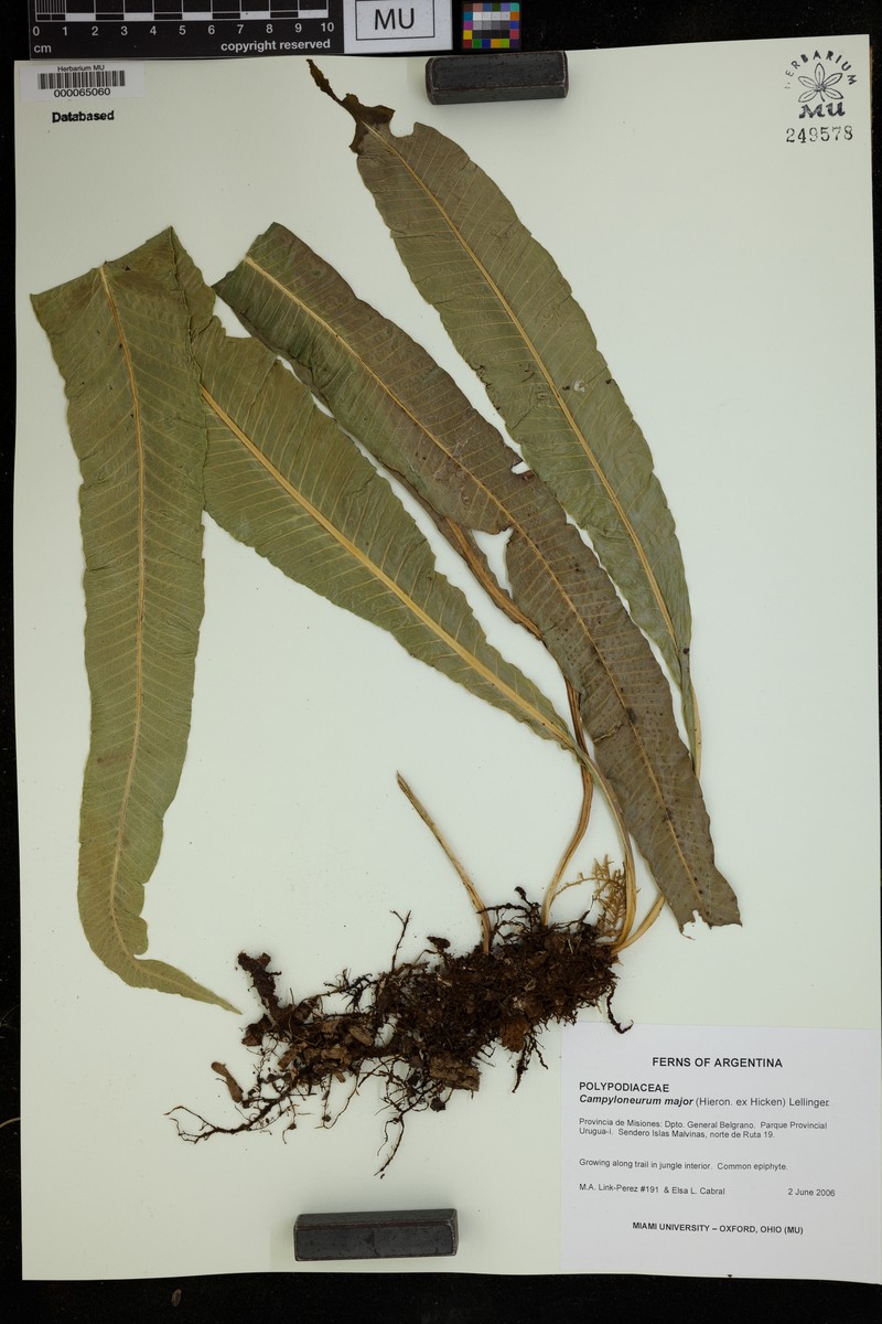 Campyloneurum majus photo 2