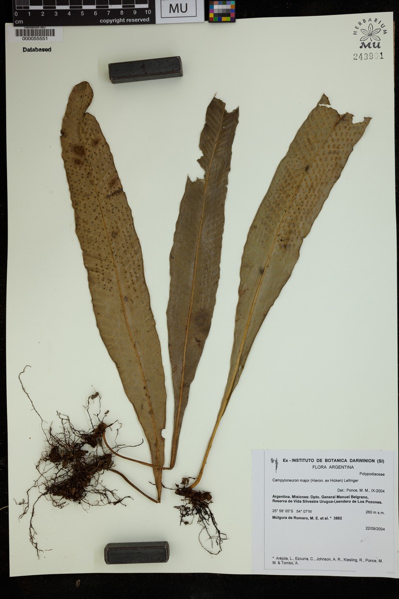 Campyloneurum majus photo 3