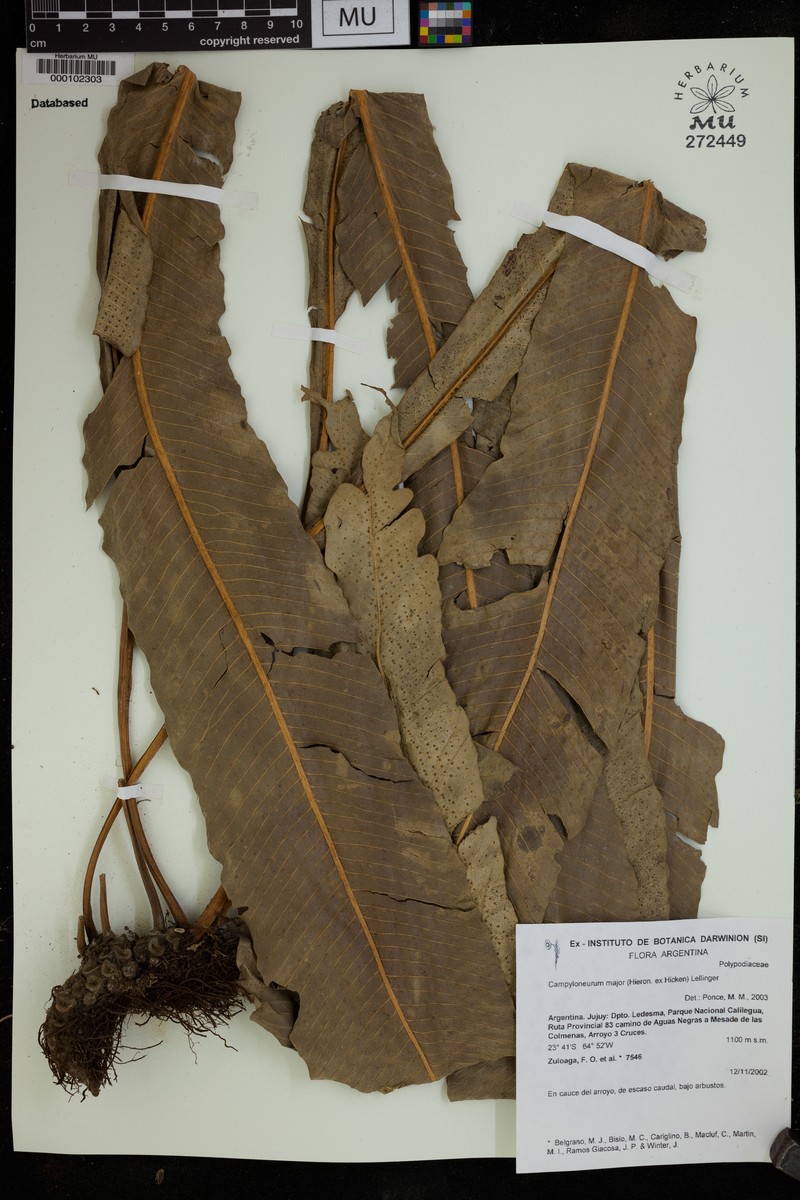 Campyloneurum majus photo 4