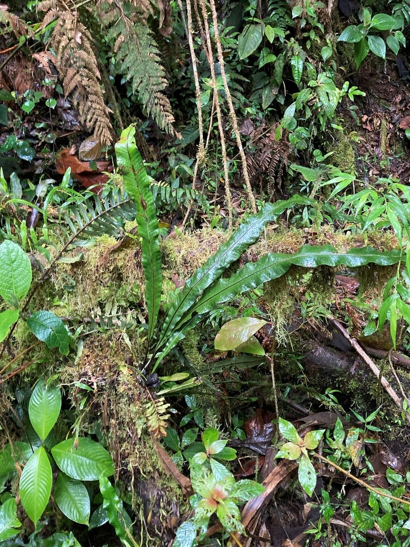 Campyloneurum nitidissimum