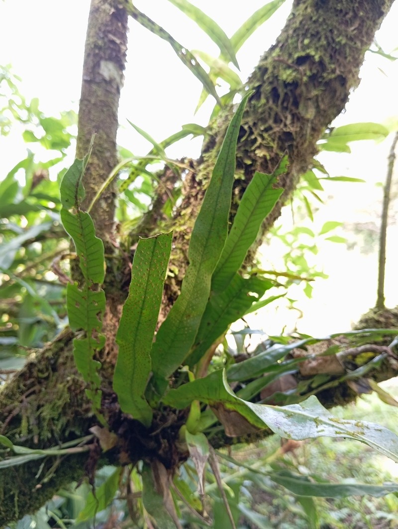 Campyloneurum nitidum