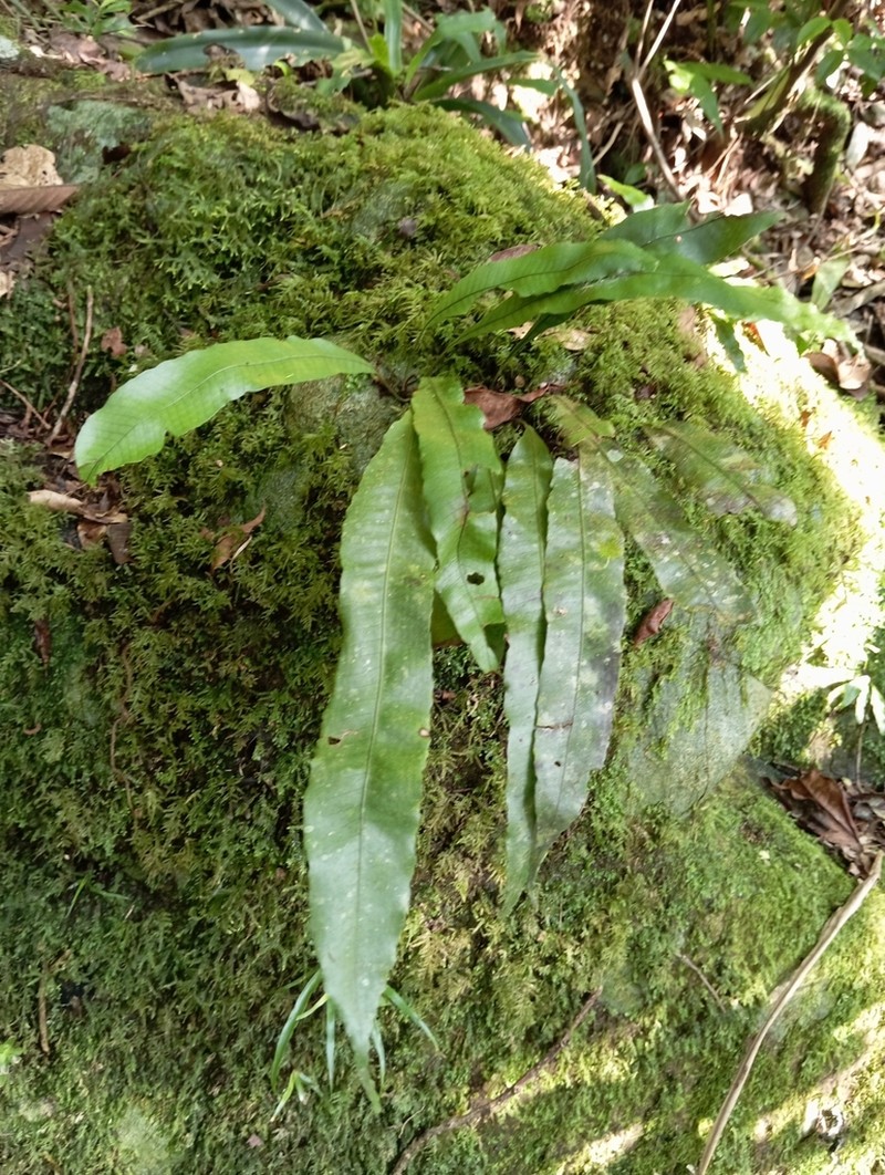 Campyloneurum nitidum photo 2