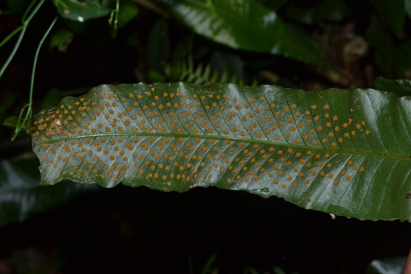 Campyloneurum nitidum photo 3