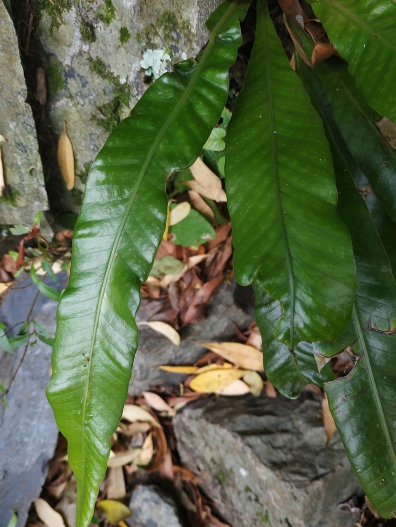 Campyloneurum nitidum photo 4