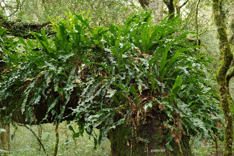 Campyloneurum nitidum photo 5
