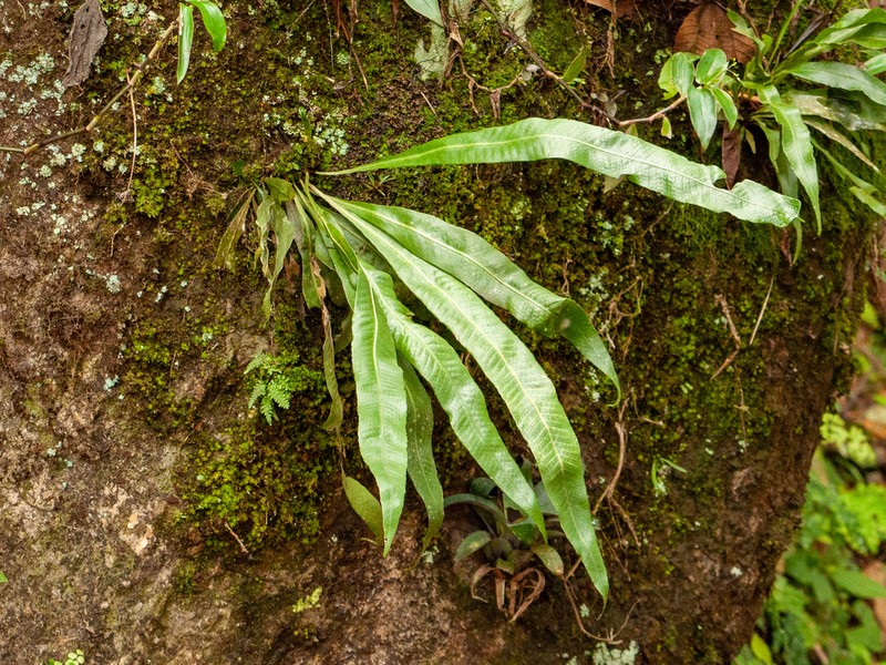 Campyloneurum nitidum photo 8