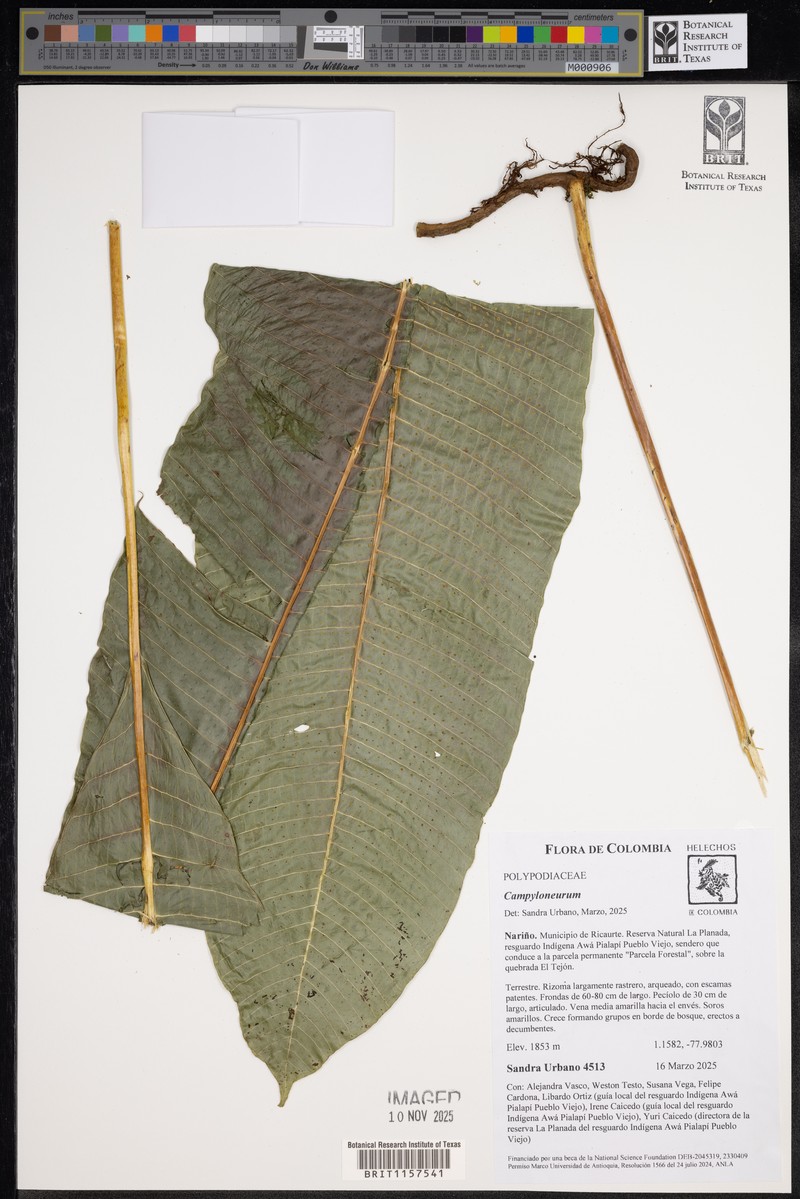 Campyloneurum oellgaardii