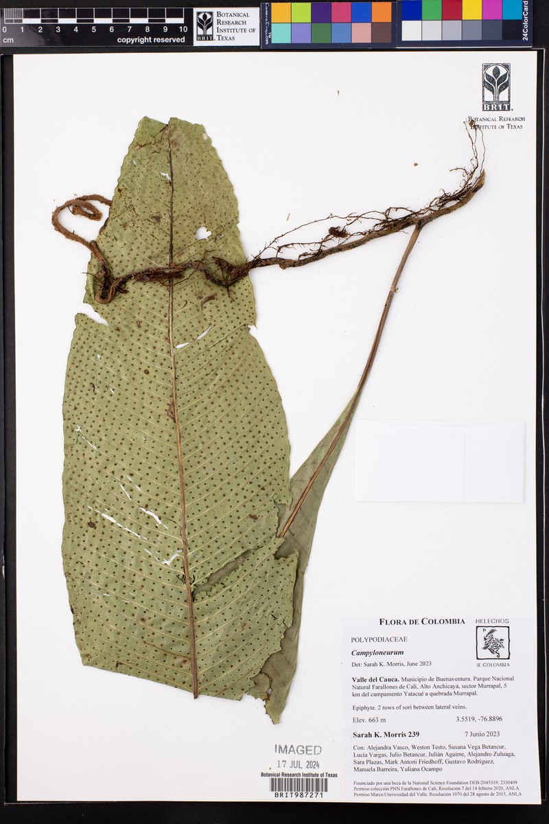 Campyloneurum oellgaardii photo 2