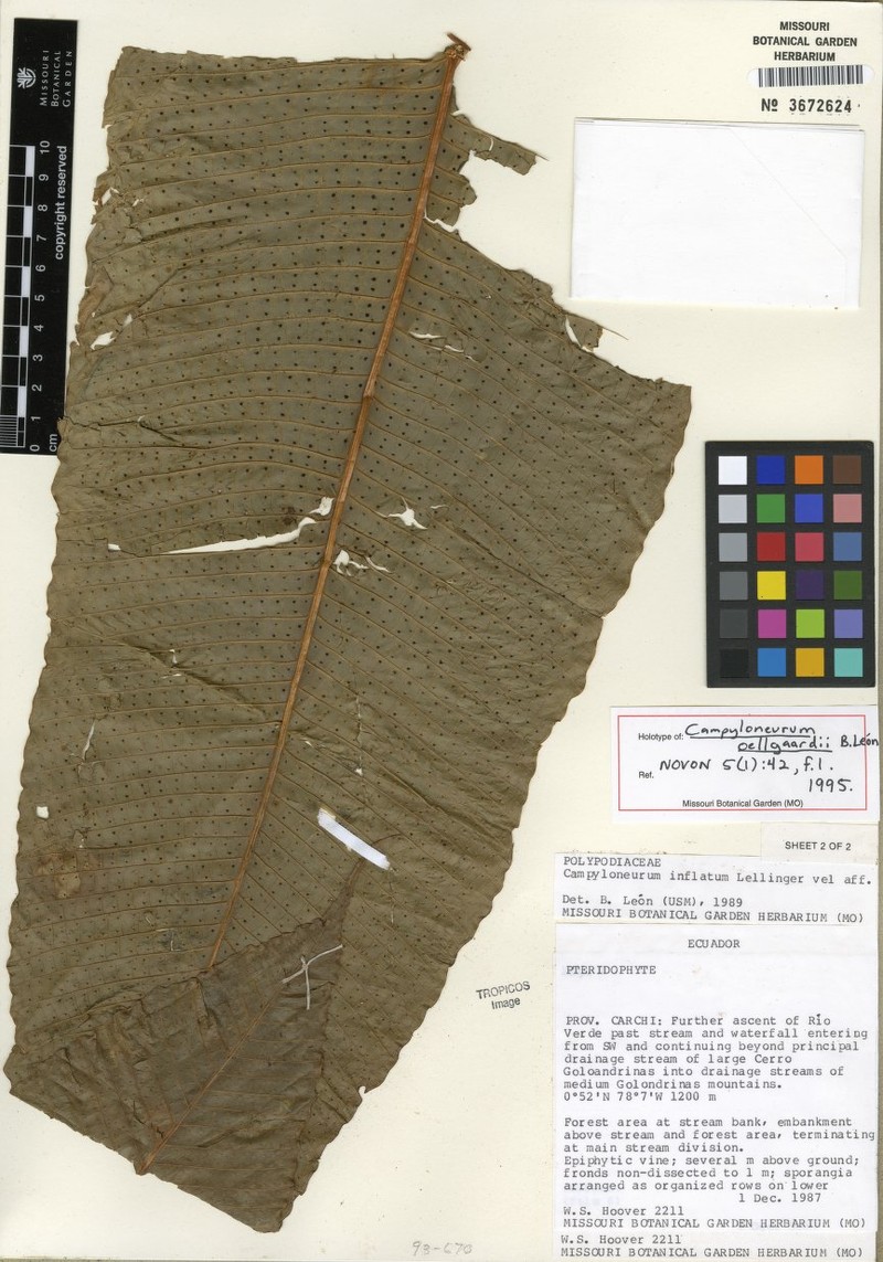 Campyloneurum oellgaardii photo 3