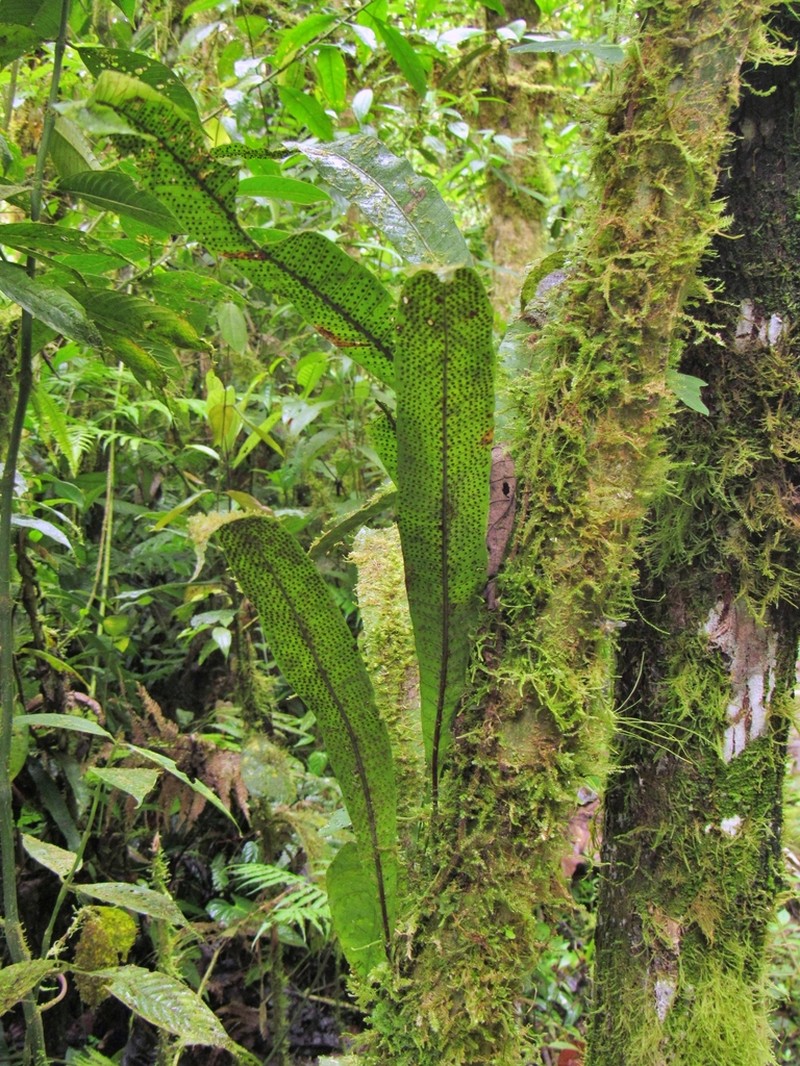 Campyloneurum ophiocaulon