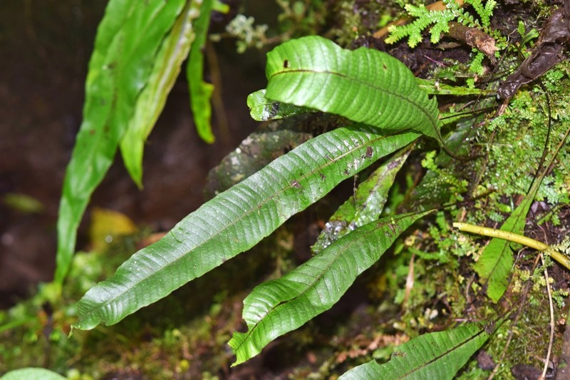 Campyloneurum ophiocaulon photo 2