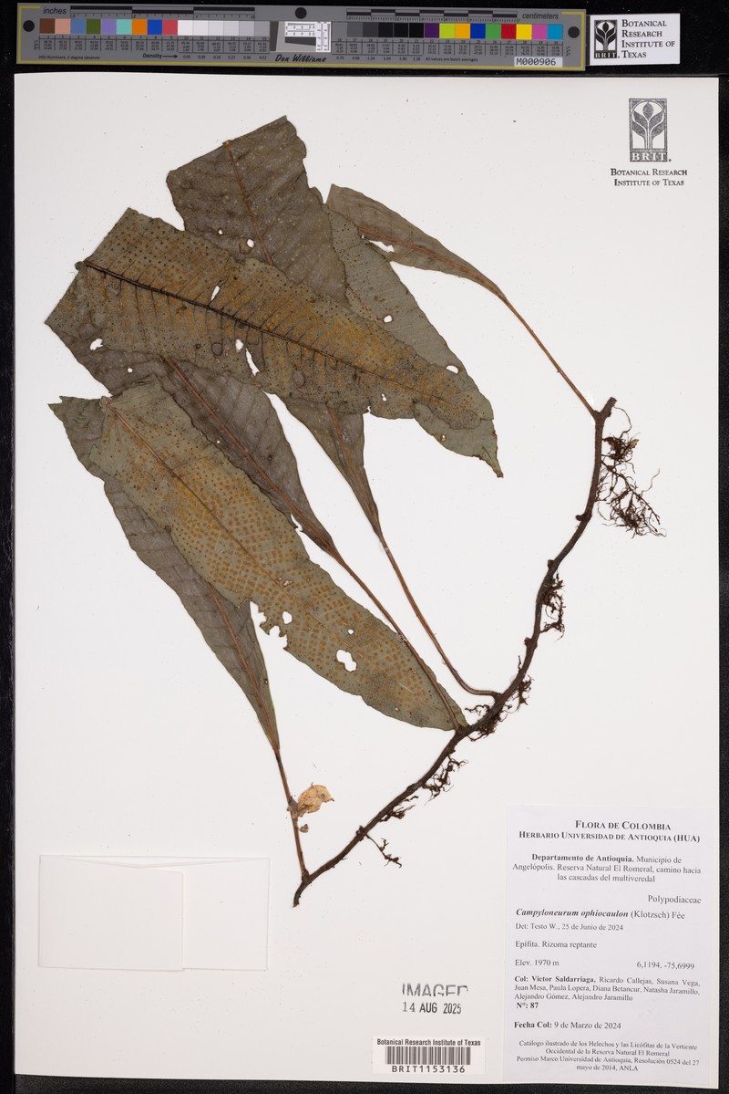 Campyloneurum ophiocaulon photo 3