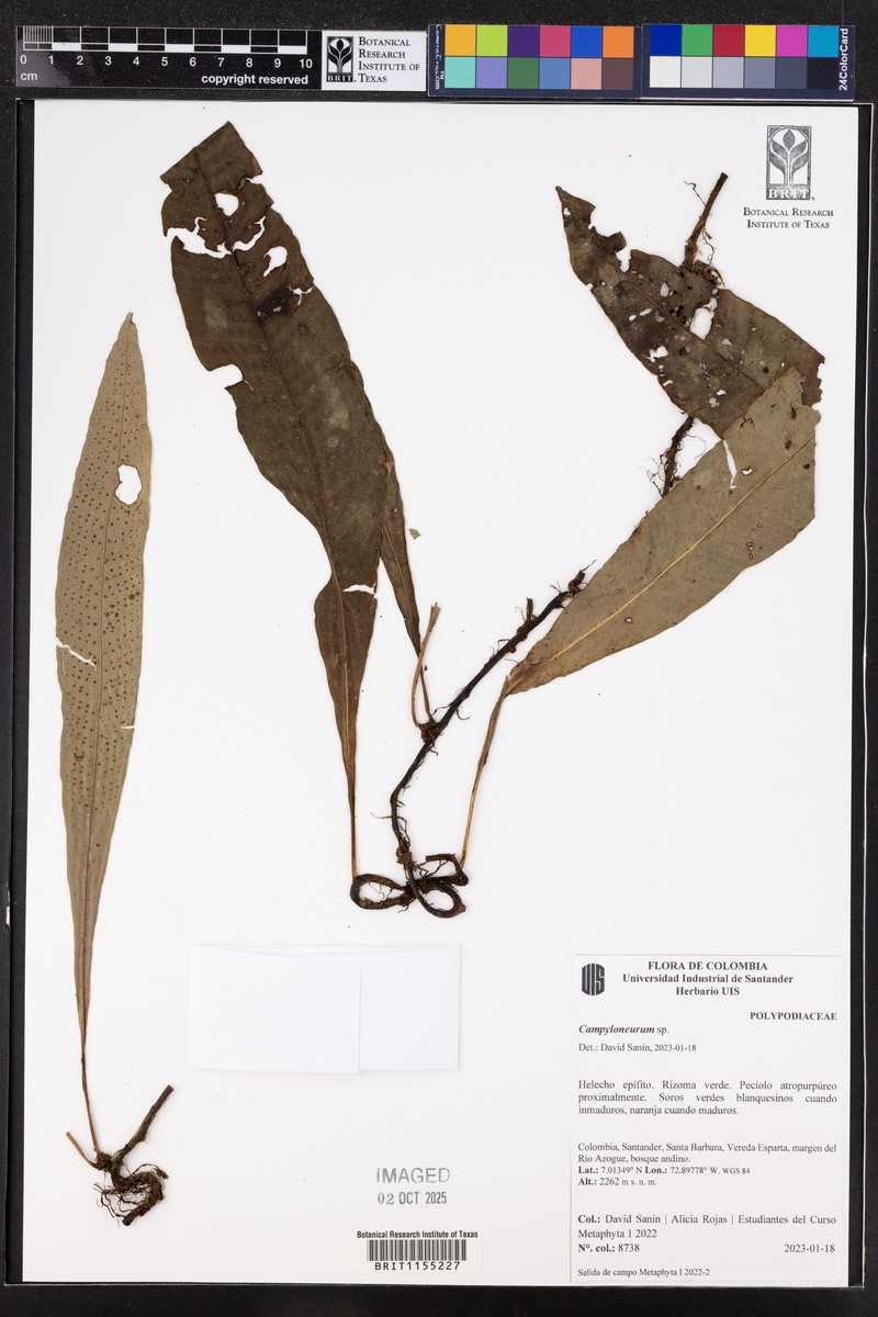 Campyloneurum ophiocaulon photo 4