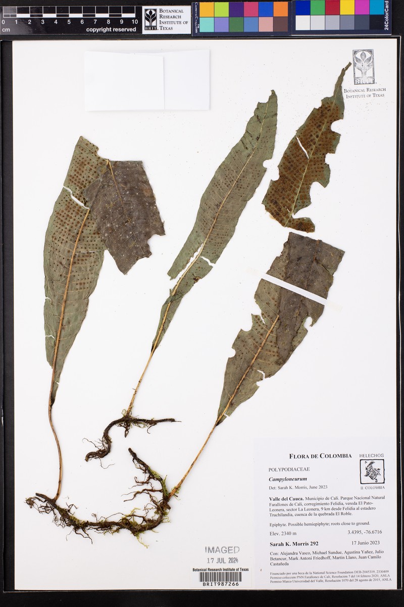 Campyloneurum ophiocaulon photo 5