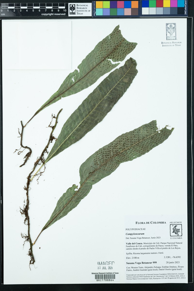 Campyloneurum ophiocaulon photo 6