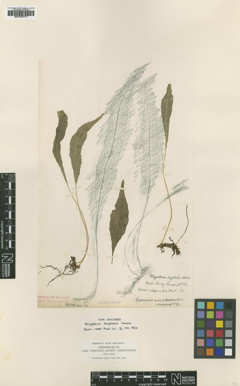 Campyloneurum oxypholis
