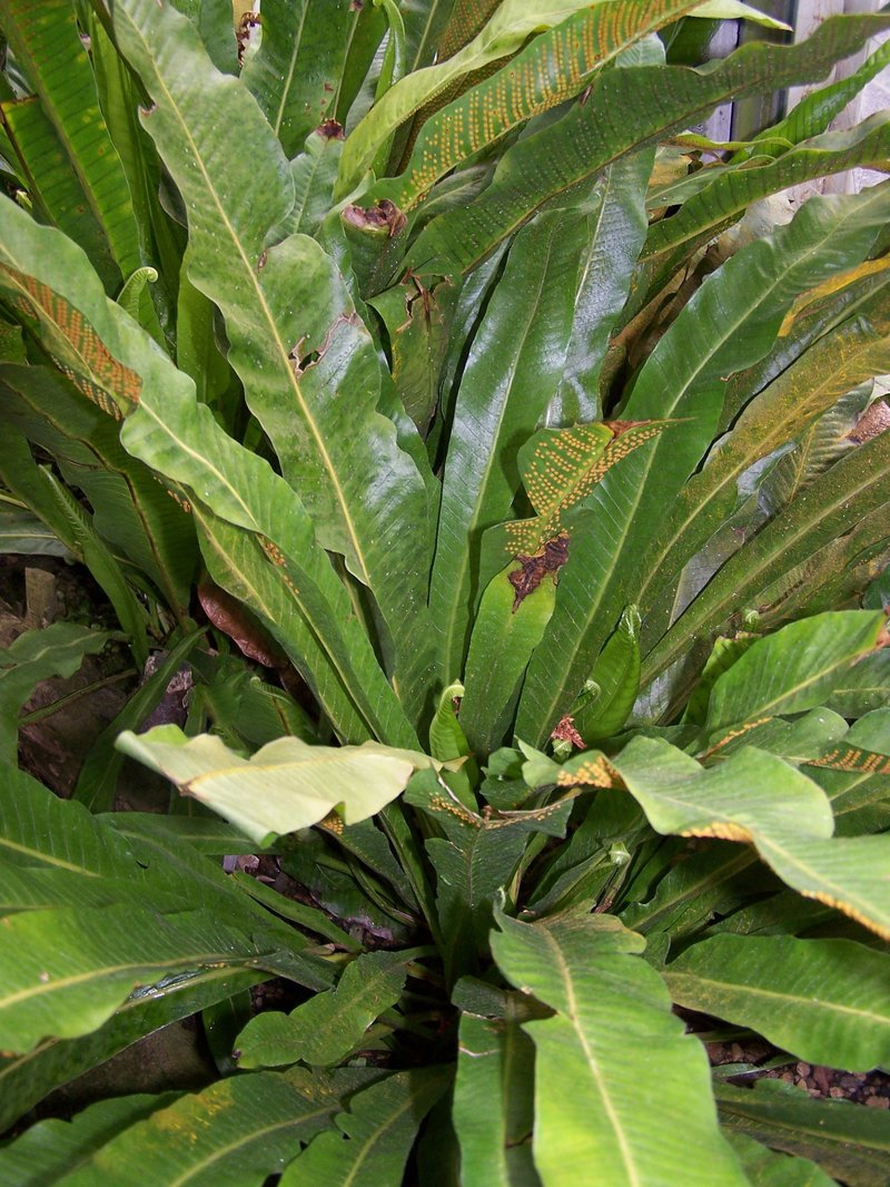 Long Strapfern