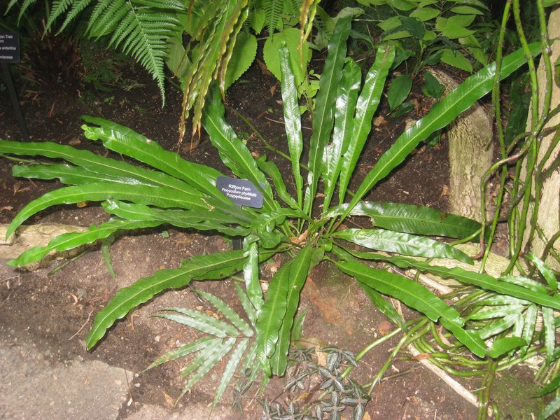 Long Strapfern