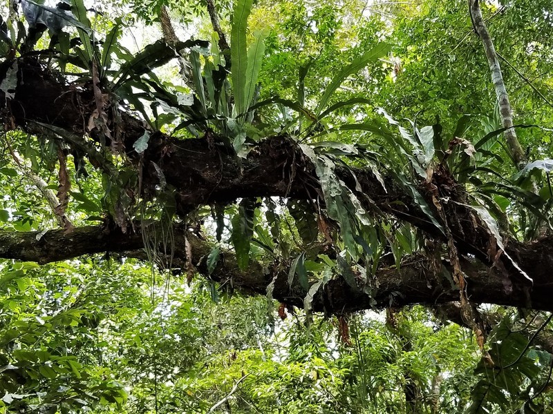 Long Strapfern photo 2