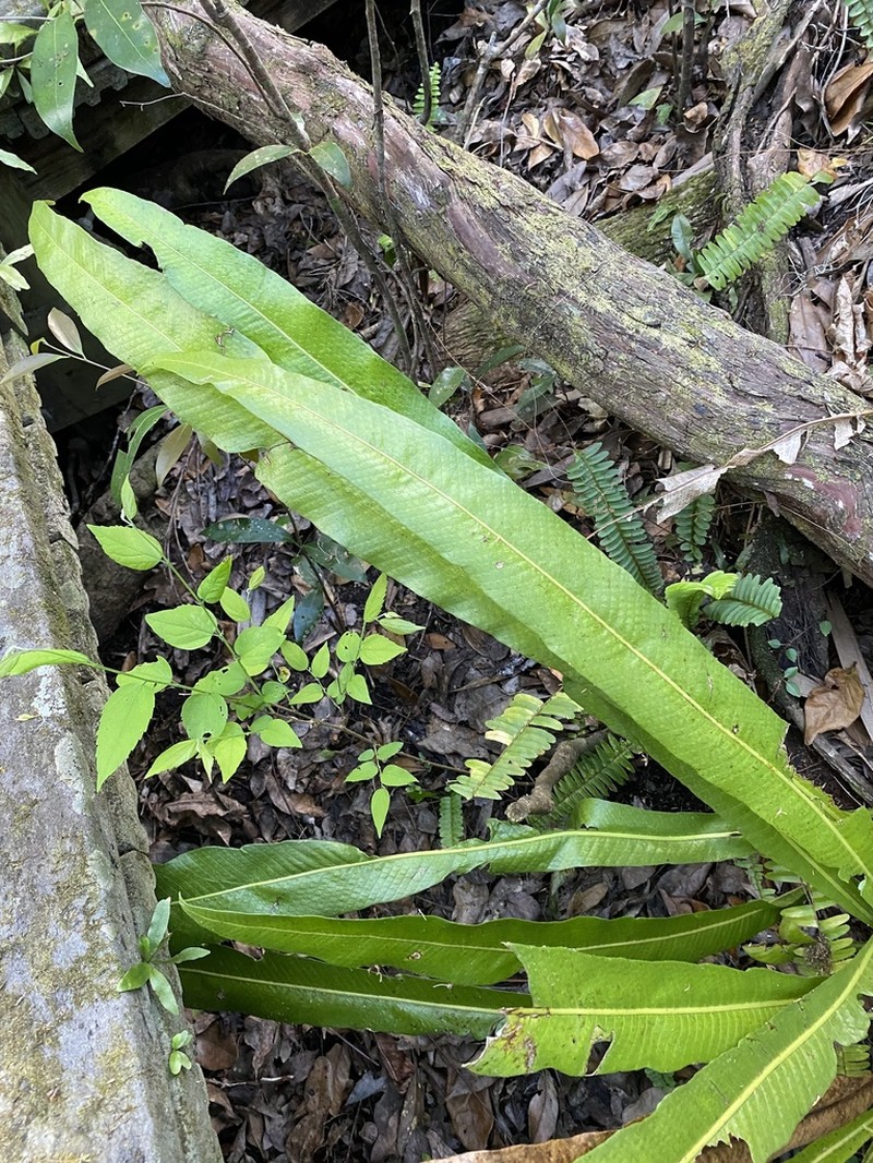 Long Strapfern photo 3