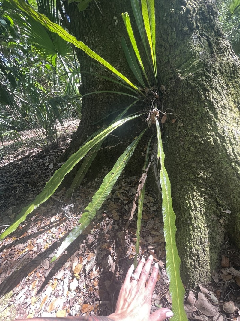 Long Strapfern photo 4