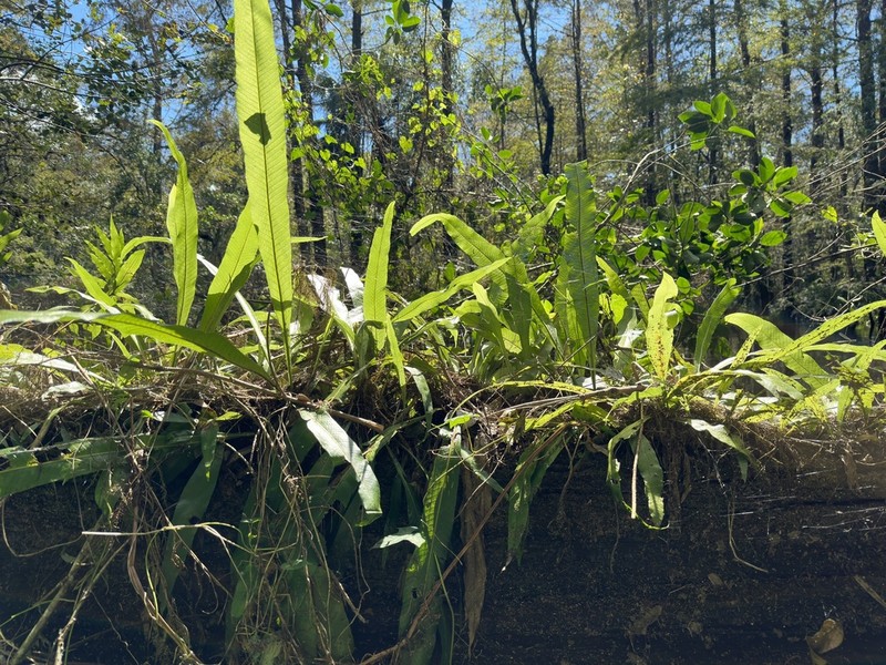 Long Strapfern photo 5
