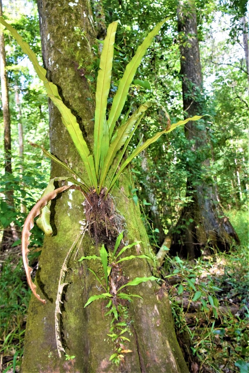 Long Strapfern photo 6