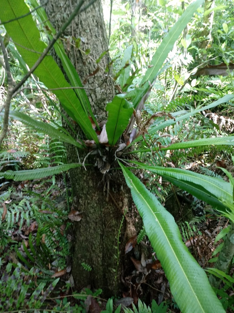Long Strapfern photo 7