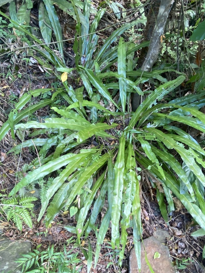 Long Strapfern photo 8