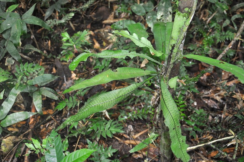 Creeping Strapfern