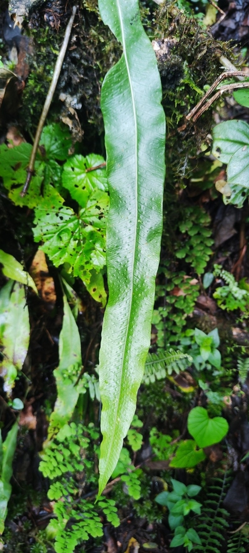 Creeping Strapfern photo 2