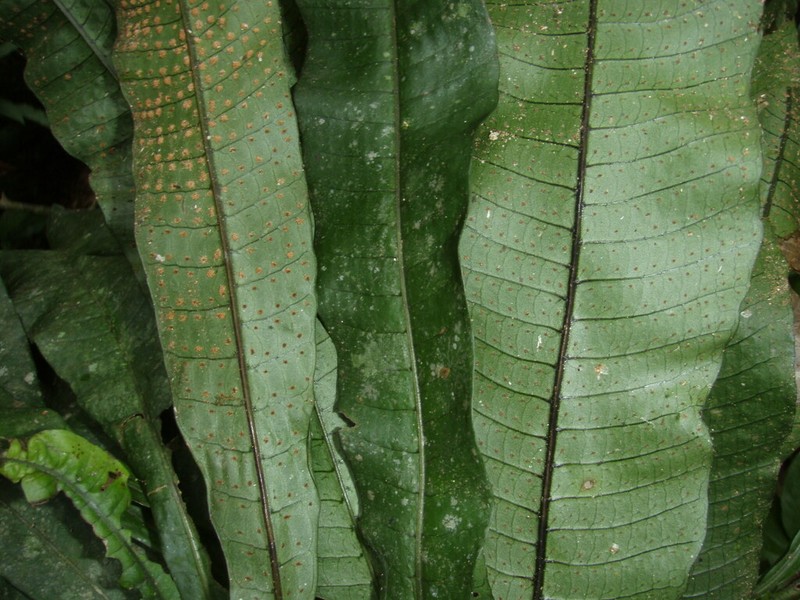 Creeping Strapfern photo 3