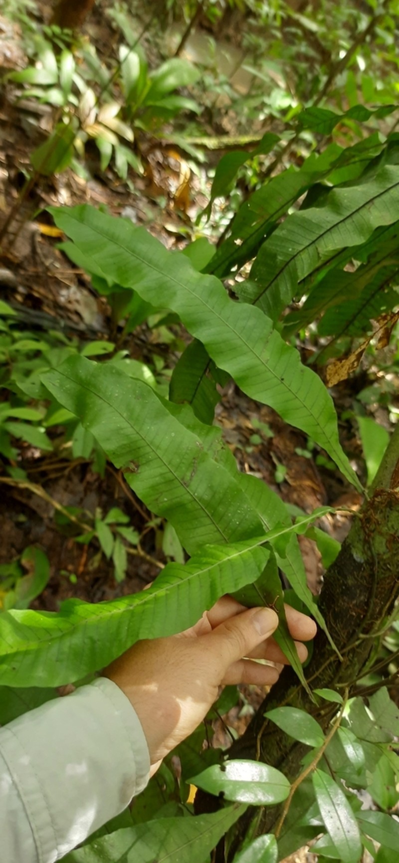 Creeping Strapfern photo 4