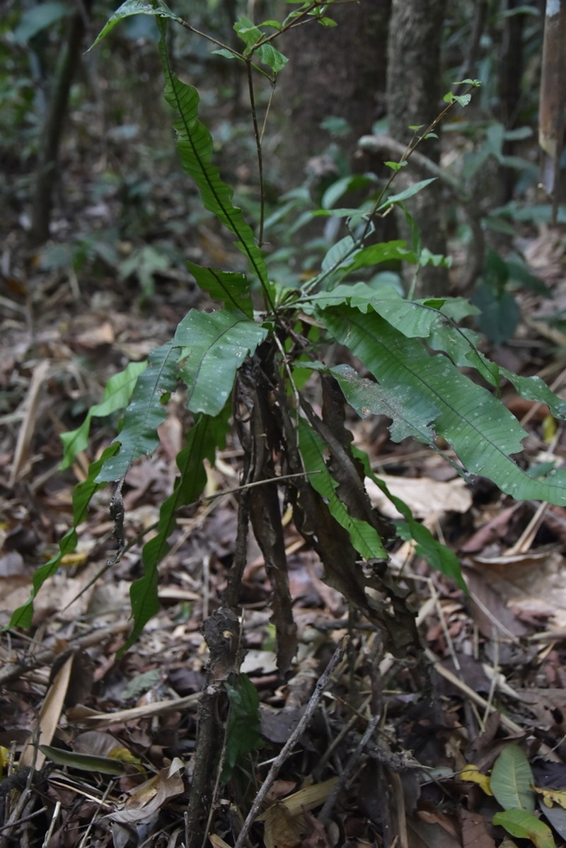 Creeping Strapfern photo 5