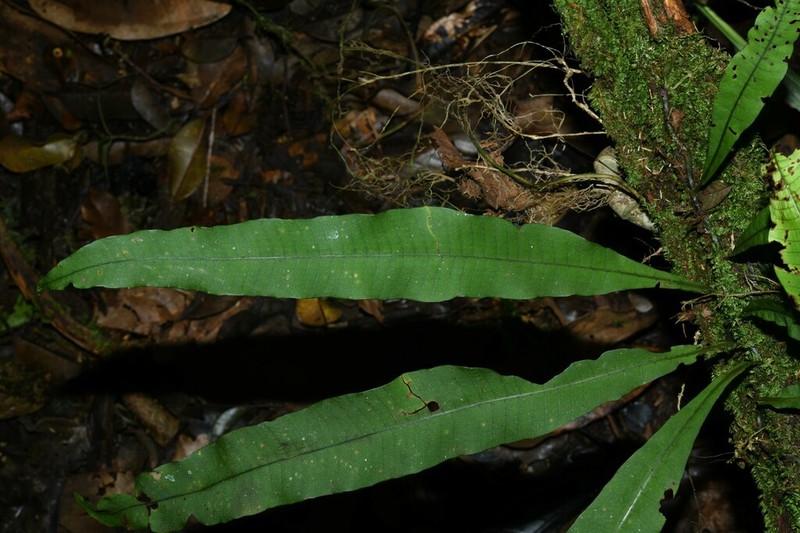 Creeping Strapfern photo 6