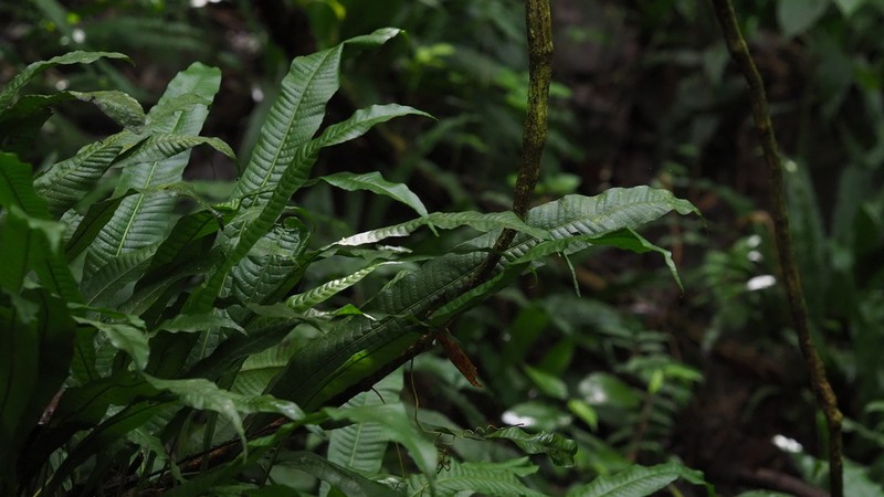 Creeping Strapfern photo 7