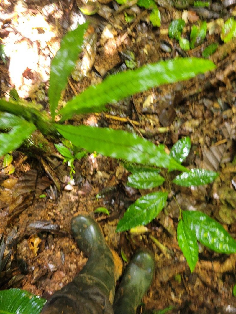 Creeping Strapfern photo 8