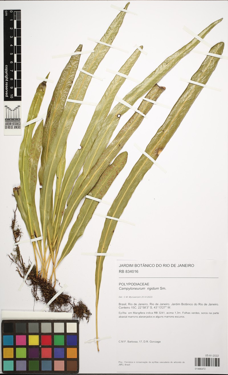 Campyloneurum rigidum