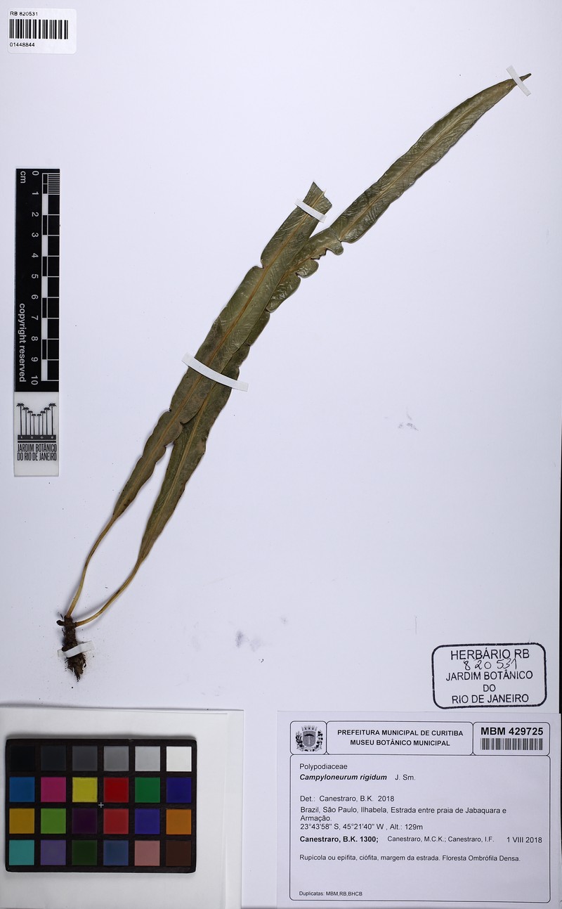 Campyloneurum rigidum photo 2